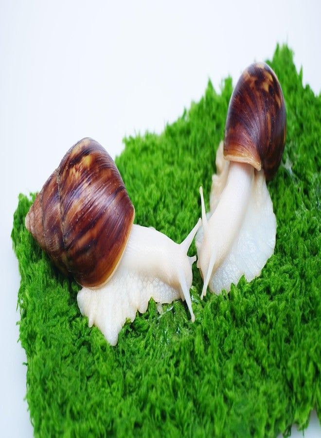 Begeterday Pet Snail Climbing Wall, Ideal Snail Terrarium Accessories（7 Inch） - Image 5